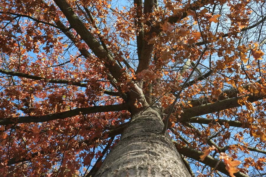 Blick nahe am Stamm hoch in die Herbstlaub-Krone 