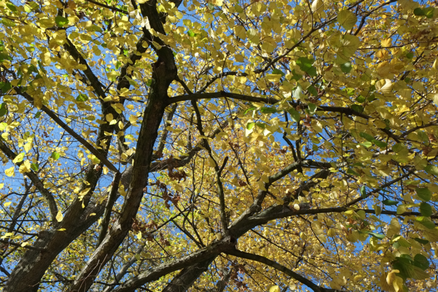 Baumkrone mit gelb gefärbtem Herbstlaub