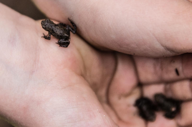 Kinderhände halten vorsichtig drei Baby-Kröten