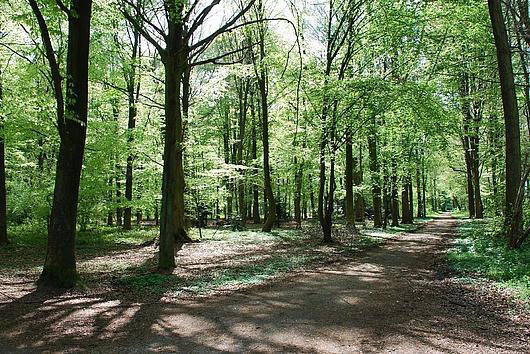Blick in einen Laubwald durch den ein Waldweg führt.