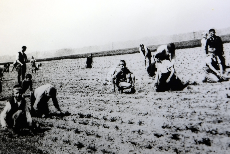 Kinder hockend und knieend bei der Feldarbeit 