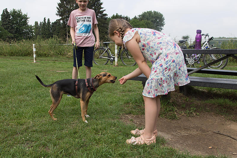 Ein Mädchen und ein Junge spielen mit einem Hund